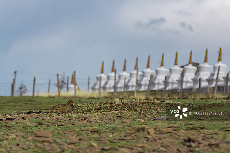 青藏高原：野生动物旱獭图片素材