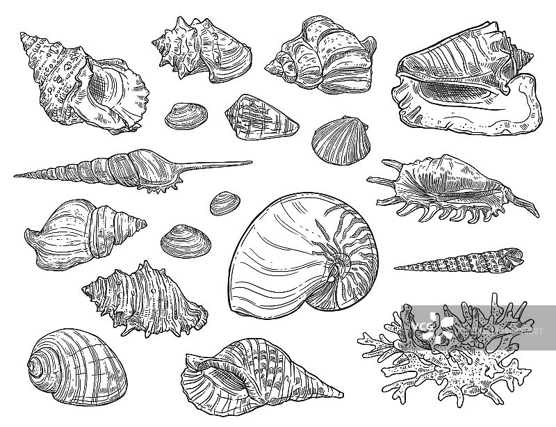 珊瑚和贝壳素描图片素材