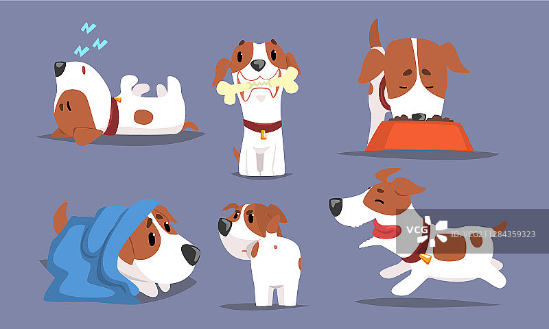 各种姿势的可爱的比格犬合集图片素材