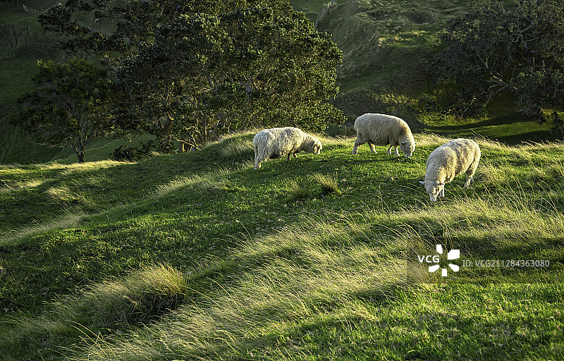 新西兰奥克兰肯威尔公园图片素材
