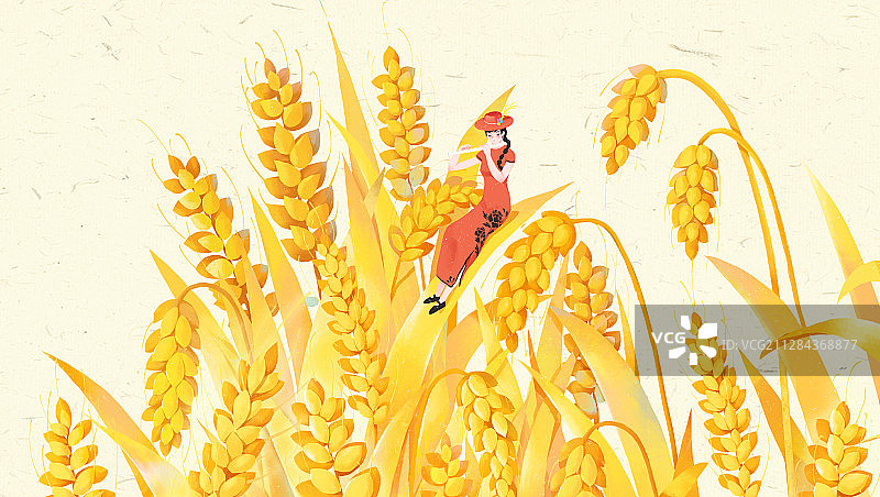 芒种节气 金黄的麦田图片素材