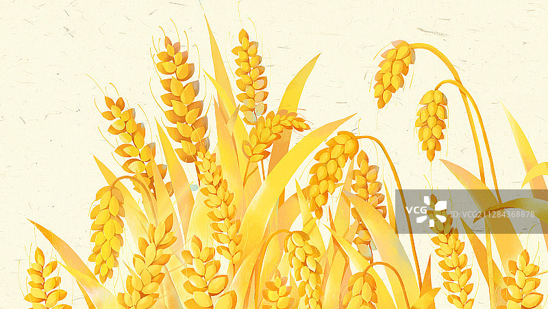金色的麦田 节气 芒种图片素材