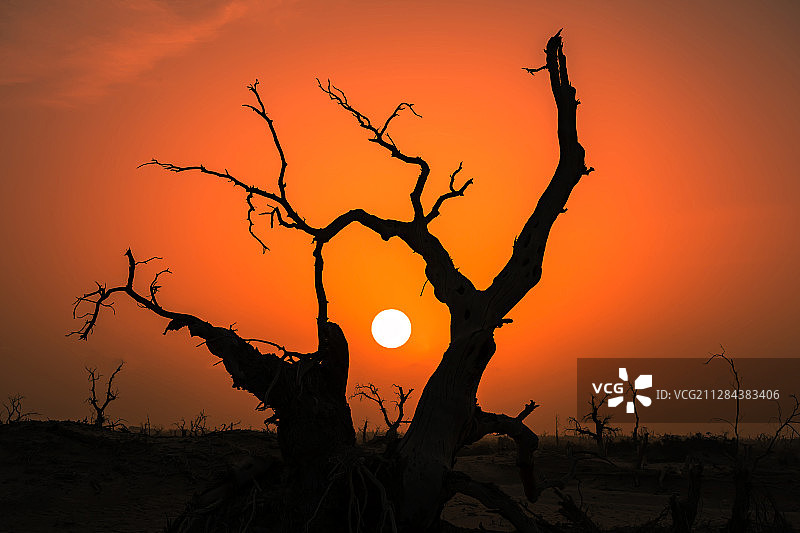 挺拔千年依铮骨，心中太阳永不落图片素材