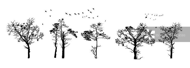 白色背景上的树木轮廓图片素材
