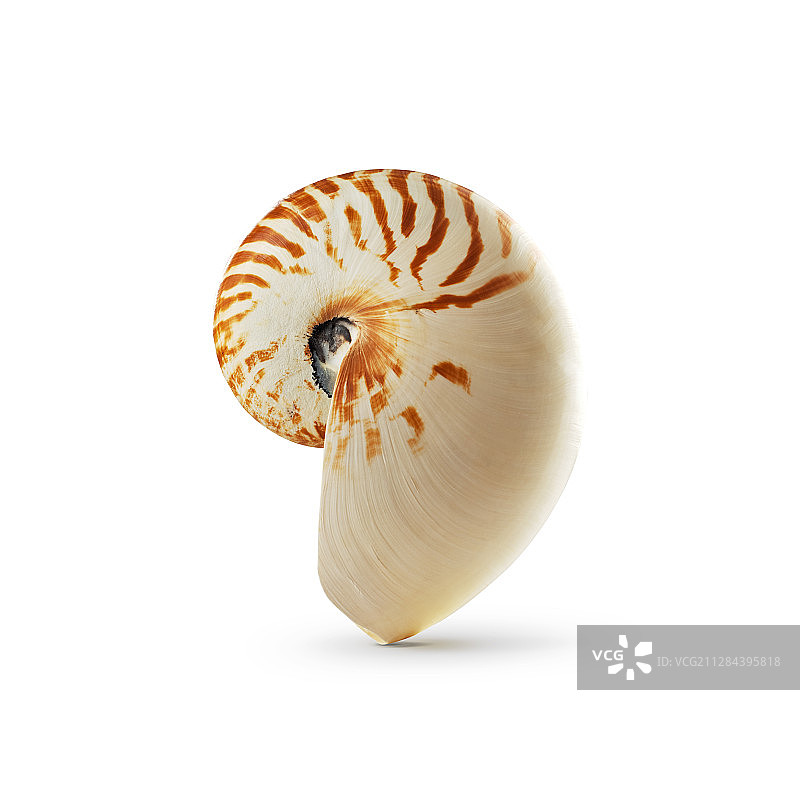 鹦鹉螺黄金曲线图片素材