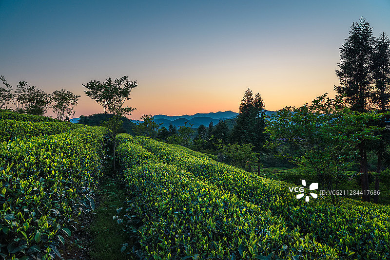 夕阳下的生态茶园图片素材