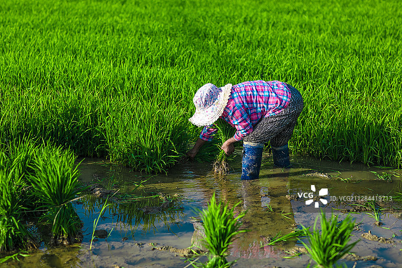 勤劳的农民伯伯在稻田里插秧苗图片素材