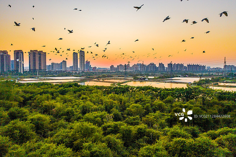 鹭鸟天堂与森林城市图片素材