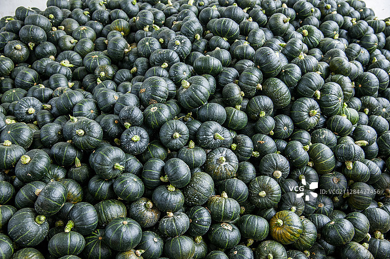 贵州丹寨县杨武镇村民正在收获小南瓜图片素材