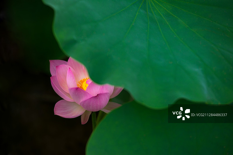 夏季荷叶荷花图片素材