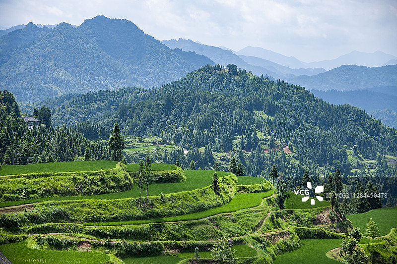 贵州丹寨县排莫村山间稻田图片素材