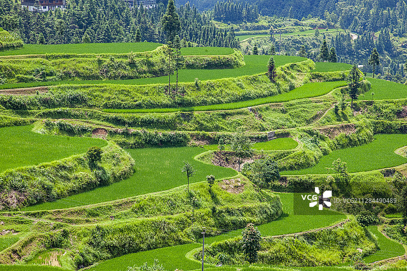 贵州丹寨县排莫村山间稻田图片素材