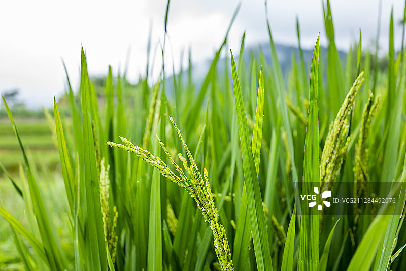 云南省红河州红河县阿扎河乡切龙中寨村哀牢山梯田里抽穗稻谷图片素材
