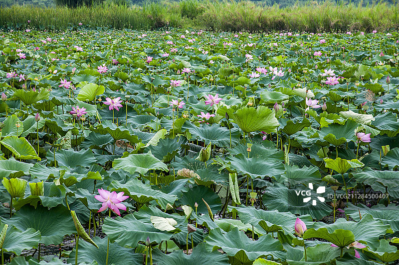 云南省文山州丘北县普者黑景区图片素材