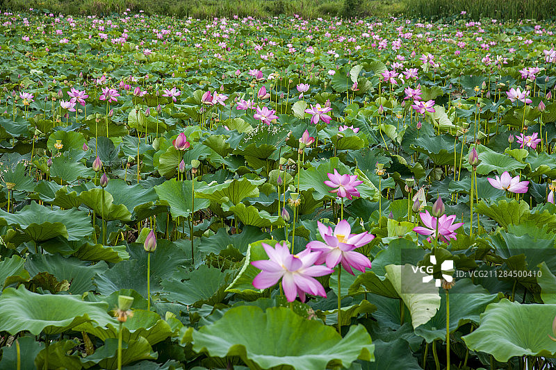 云南省文山州丘北县普者黑景区图片素材