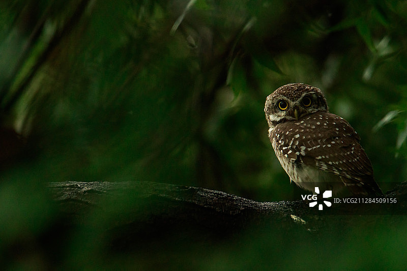好奇的猫头鹰栖息在树枝上看着镜头图片素材