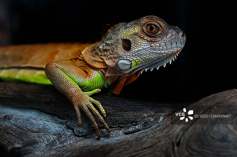 绿鬣蜥，美国图片素材