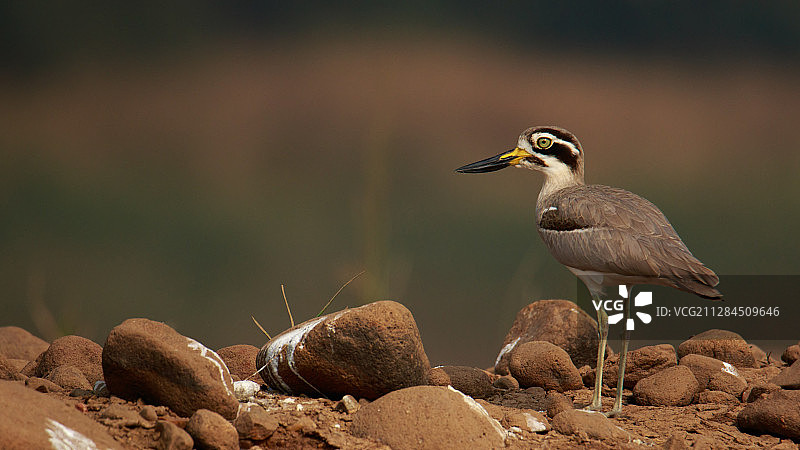站立在鹅卵石中的水石鸻图片素材