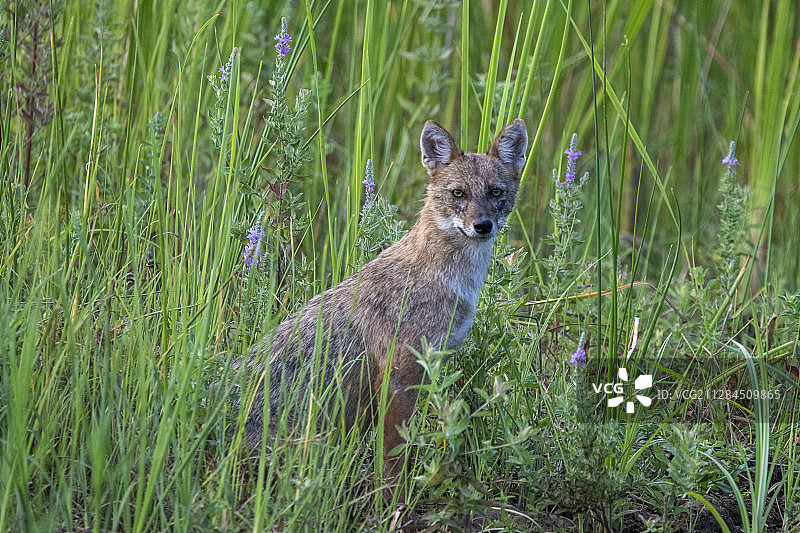高草丛中专注的金豺（Canis aureus）图片素材