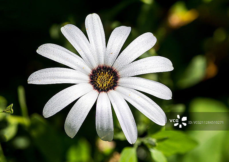 白色花朵特写，俄罗斯鄂木斯克州卢济诺图片素材