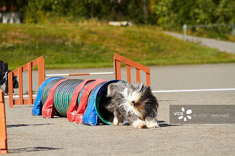 在敏捷训练跑道上的蓄胡须柯利牧羊犬图片素材