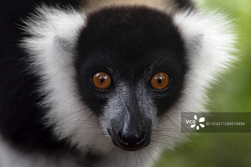 马达加斯加皱领狐猴的面部特写图片素材