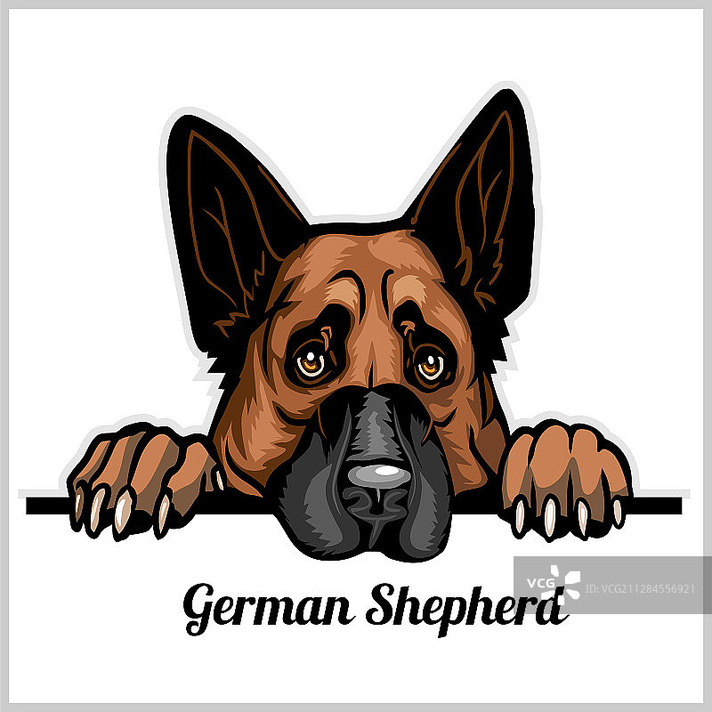 白色背景上的彩色德国牧羊犬头部图片素材