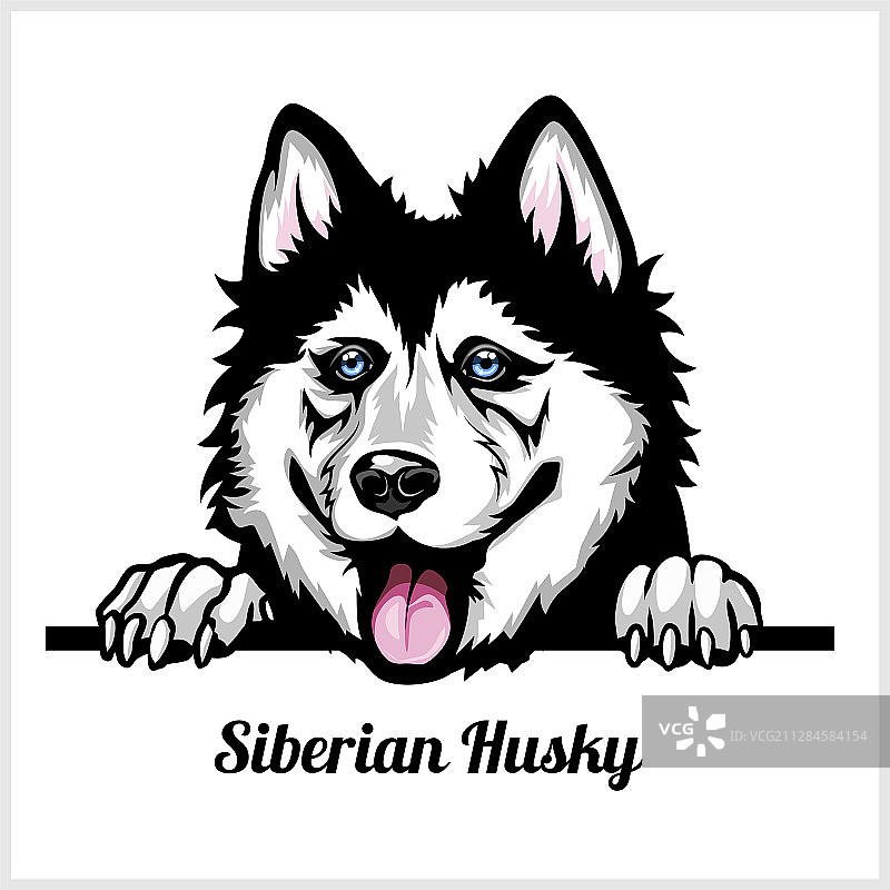 西伯利亚哈士奇 - 偷看的狗 - 品种脸部头部图片素材