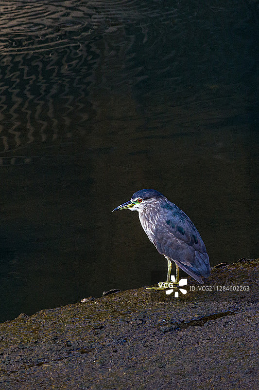 香港沙田绿鹭图片素材