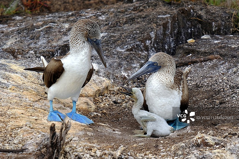 蓝脚鲣鸟（Sula nebouxii）家庭景观，厄瓜多尔帕洛拉图片素材