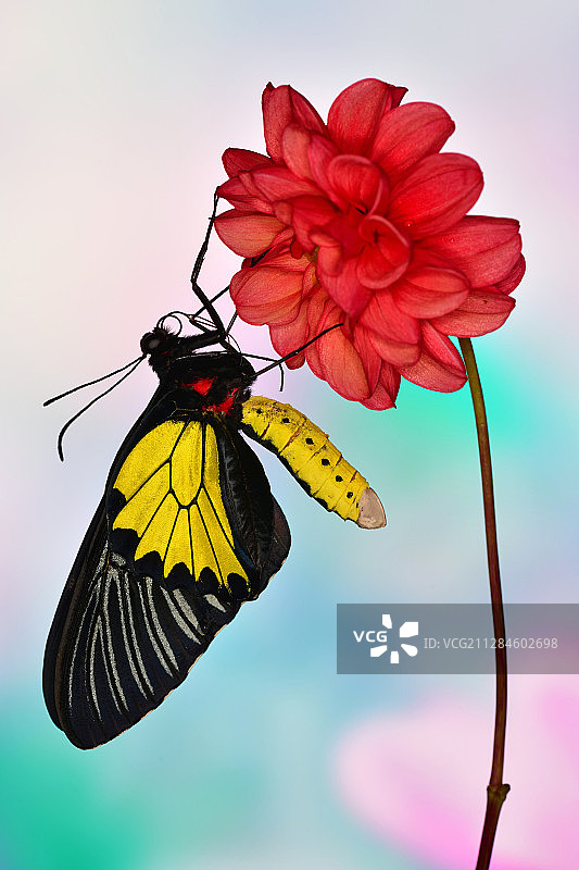 德国勃兰登堡海利根格拉贝花朵上的蝴蝶特写图片素材