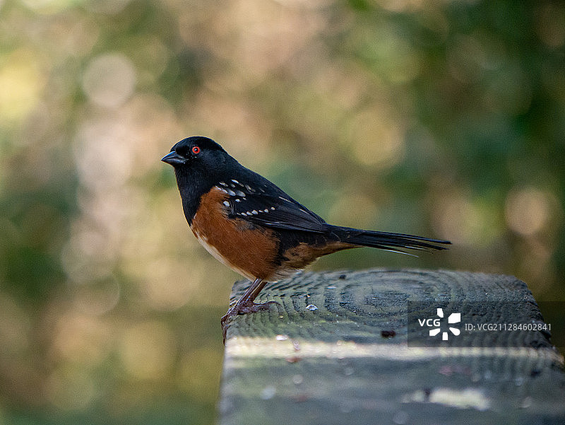 斑点 towhee 鸟特写，加拿大不列颠哥伦比亚省温哥华图片素材