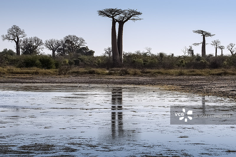 马达加斯加莫隆达瓦的猴面包树和沼泽景观图片素材