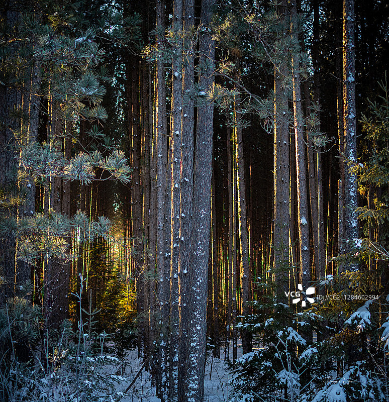 冬日清晨阳光穿透松林，美国加利福尼亚州海沃德图片素材