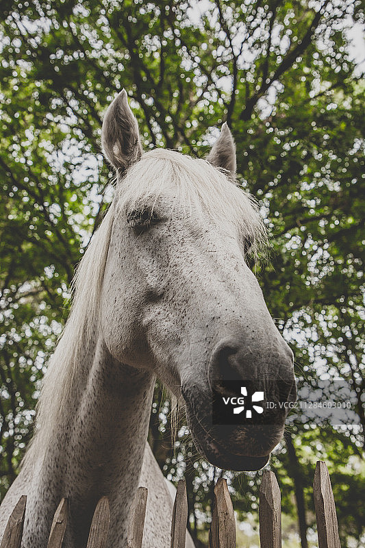 白马头像，法国新阿基坦比斯卡罗斯图片素材