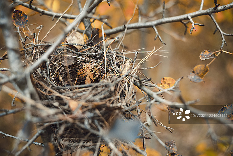 秋季树上的鸟窝特写，位于乌克兰第聂伯罗彼得罗夫斯克州第聂伯罗图片素材