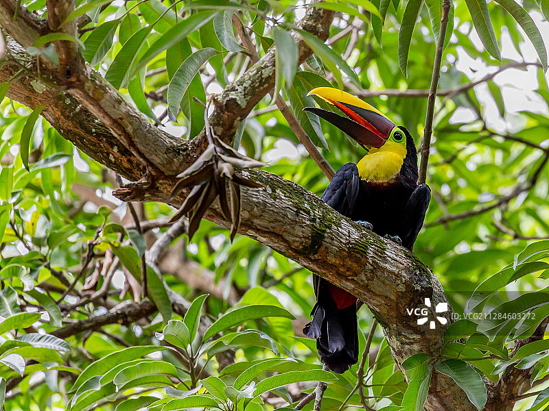 特写：栗嘴巨嘴鸟，哥斯达黎加蓬塔雷纳斯图片素材