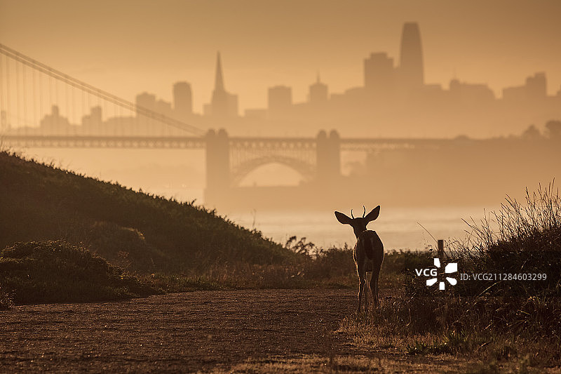 日出时分，旧金山金门大桥背景下的城市小鹿（美国加利福尼亚州）图片素材