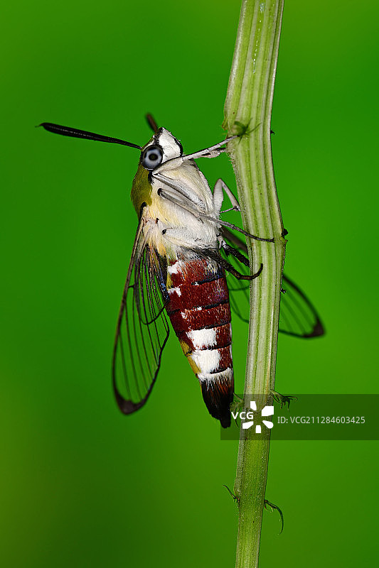 德国勃兰登堡州圣根格拉贝的柄上咖啡蜂鸟蛾图片素材