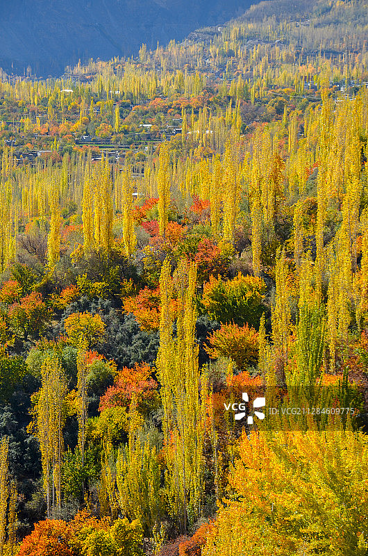 巴基斯坦阿里阿巴德罕萨山谷秋季的彩色森林图片素材
