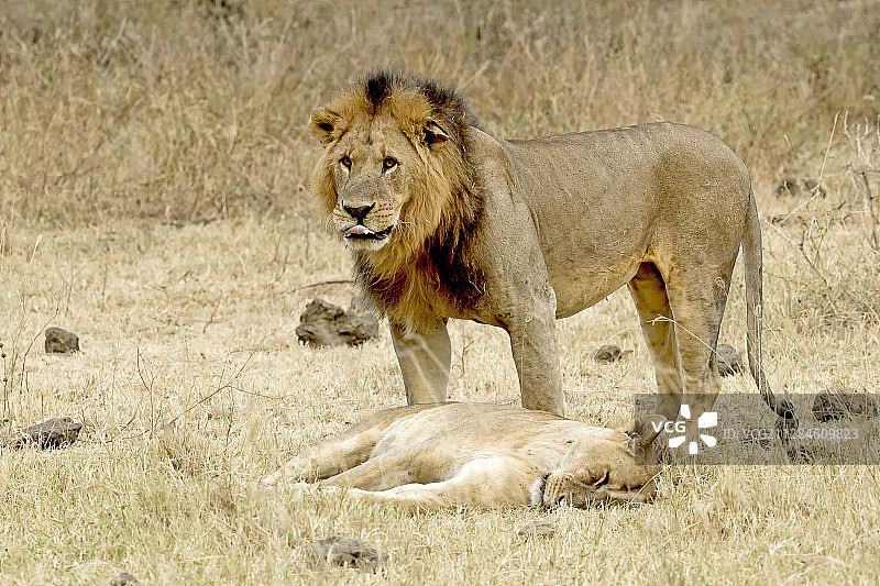 肯尼亚纳库鲁稀树草原上的雄狮和雌狮图片素材