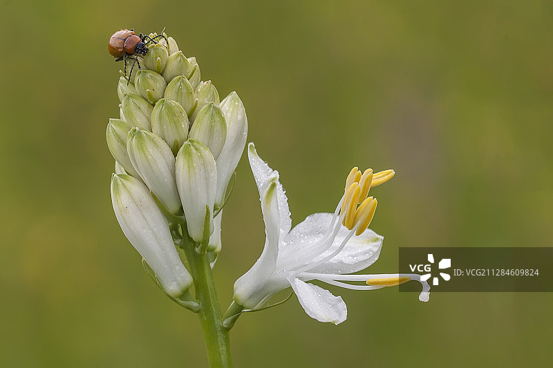 百合叶甲图片素材