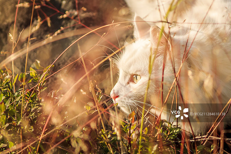 在草丛中蹲着的白猫，芬兰，博尔沃图片素材