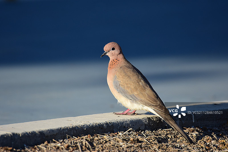 小鸟栖息在混凝土上，中国东小口图片素材