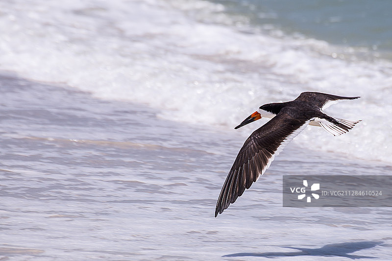 黑色剪嘴鸥飞越海洋的特写，美国埃斯特罗图片素材