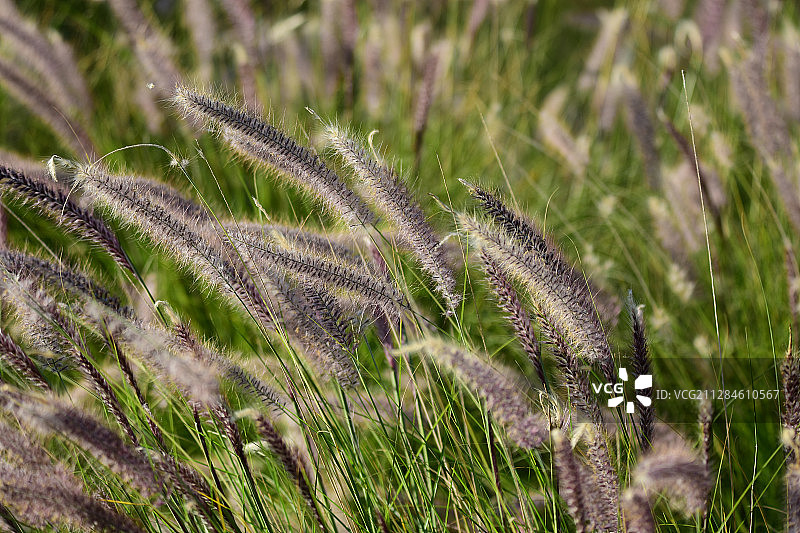 中国董晓口紫色花卉草地图片素材