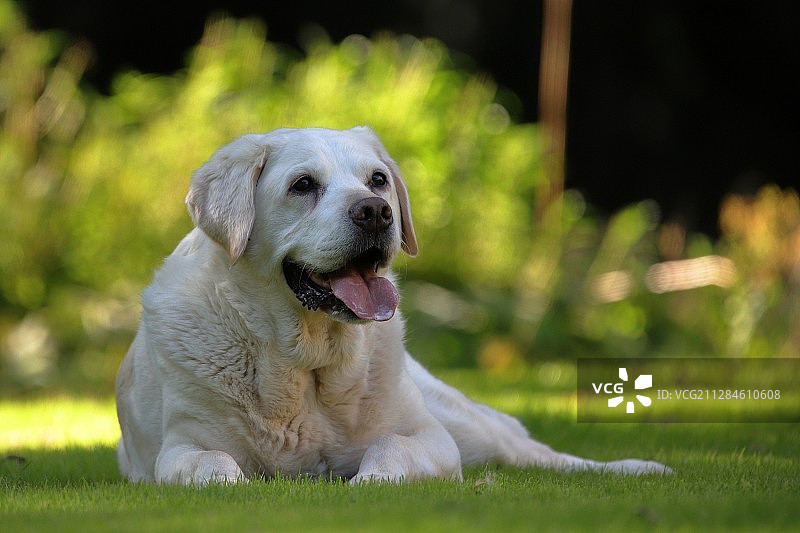 快乐的拉布拉多猎犬躺在英国奇恩赛德的绿色草坪上图片素材