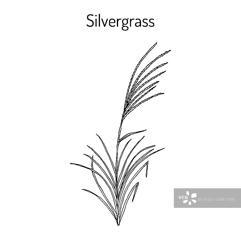 银草芒草观赏植物图片素材