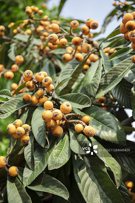 夏日里成熟的枇杷图片素材