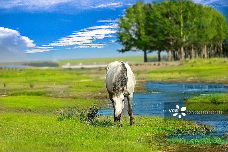 蒙古马。图片素材